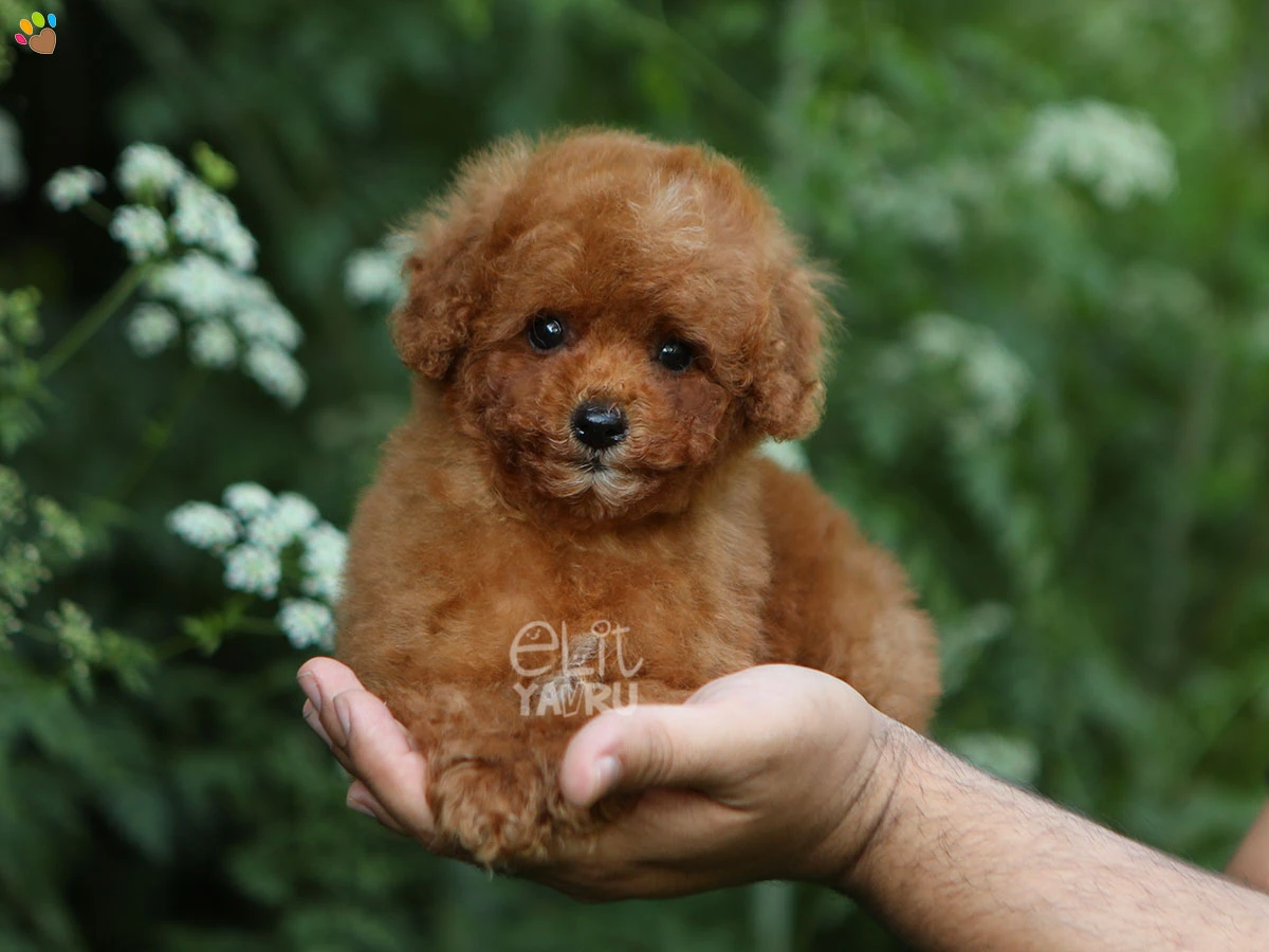 Poodle Pixie