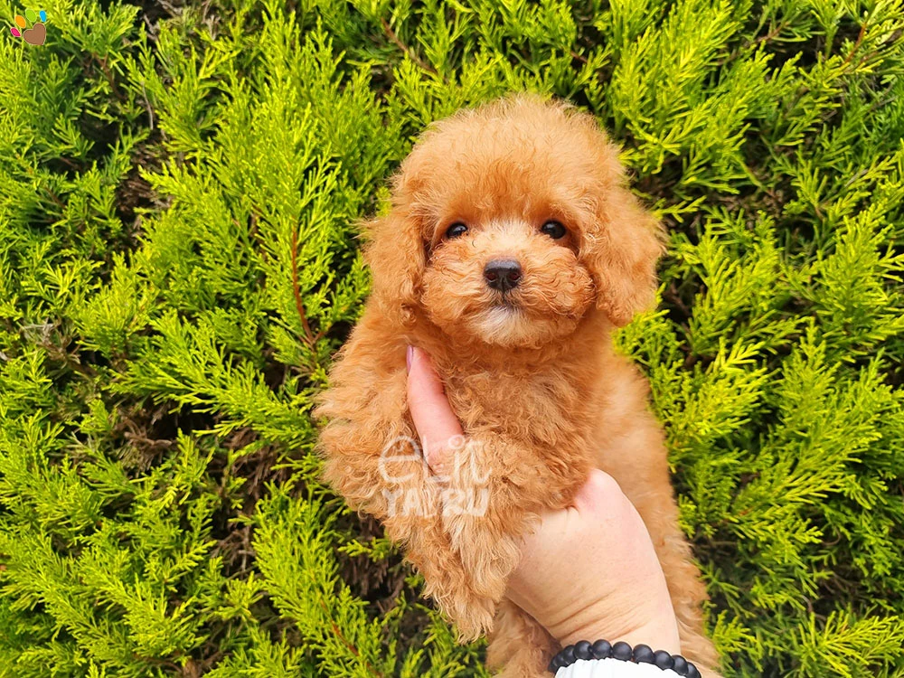Poodle Pixie