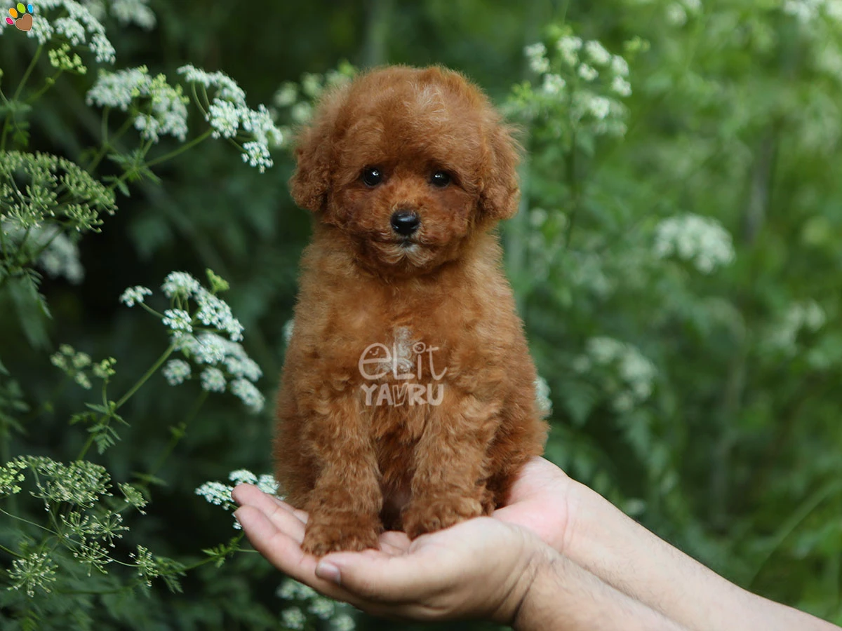 Poodle Pixie 1