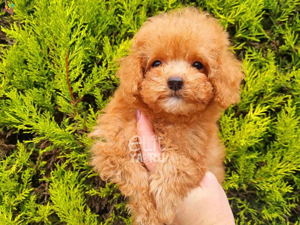 Poodle Pixie 1