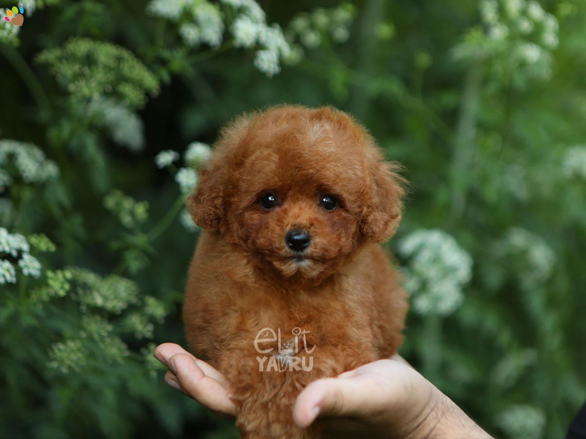 Poodle Pixie 2