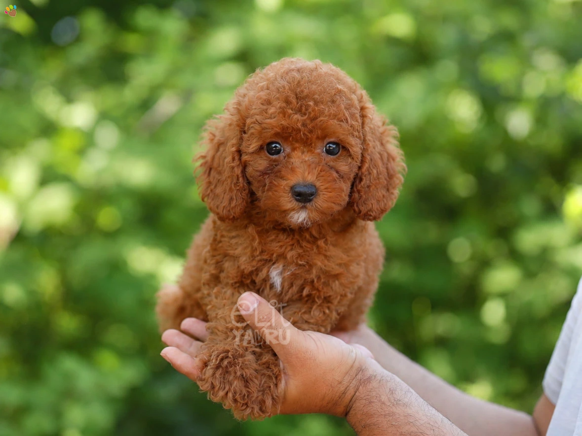 Poodle Pluto