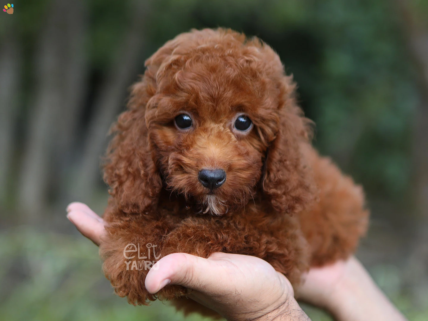 Poodle Pluto