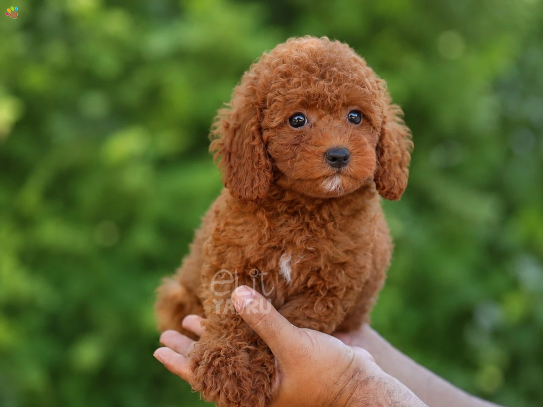 Poodle Pluto 2