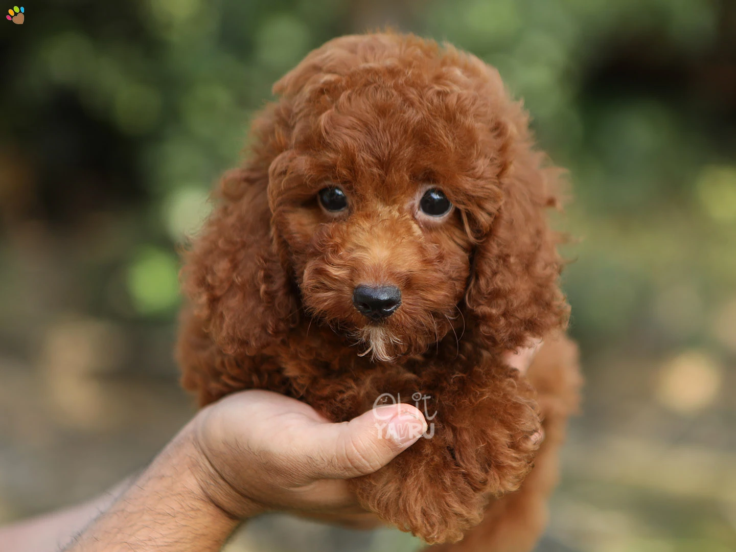 Poodle Pluto 2