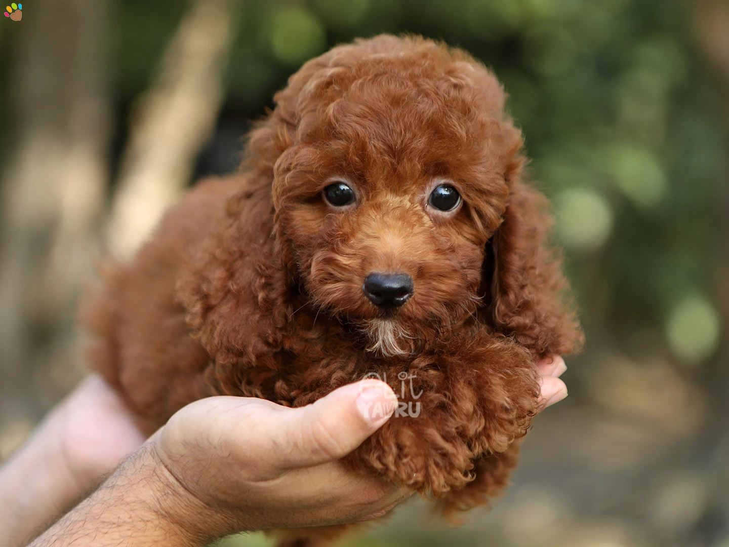 Poodle Pluto 3