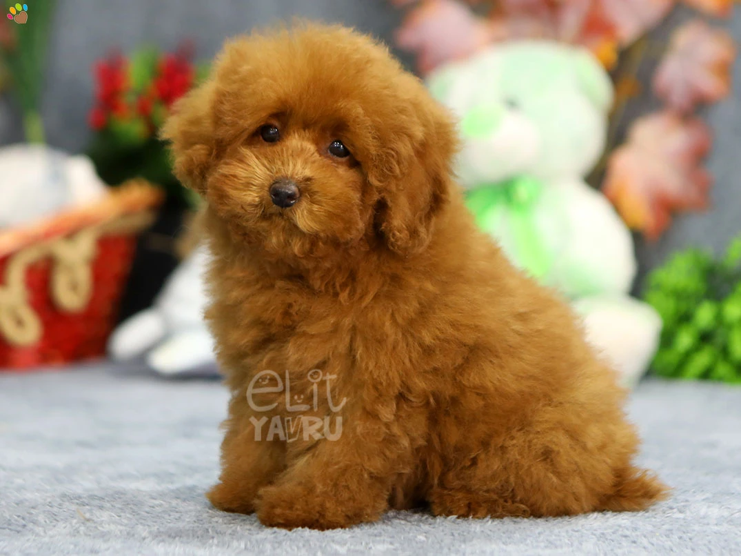 Poodle Purdina 1