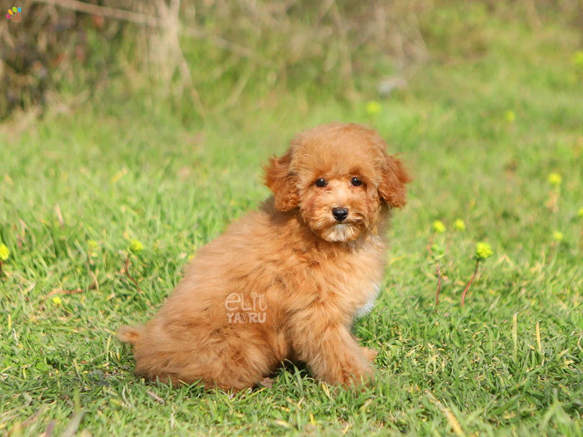 Poodle Quincy 1