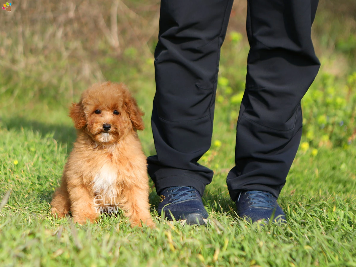 Poodle Quincy 2