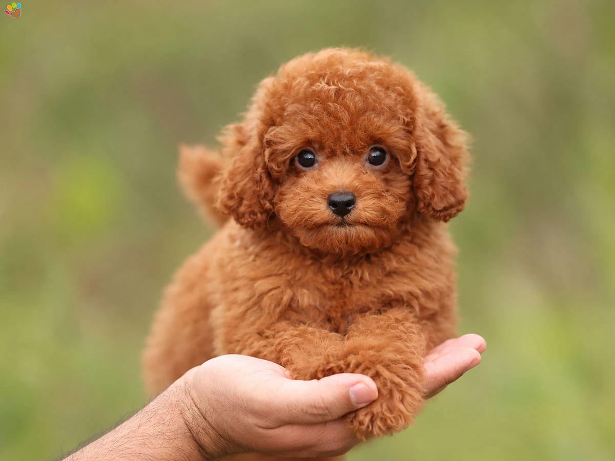 Poodle Rafa 1