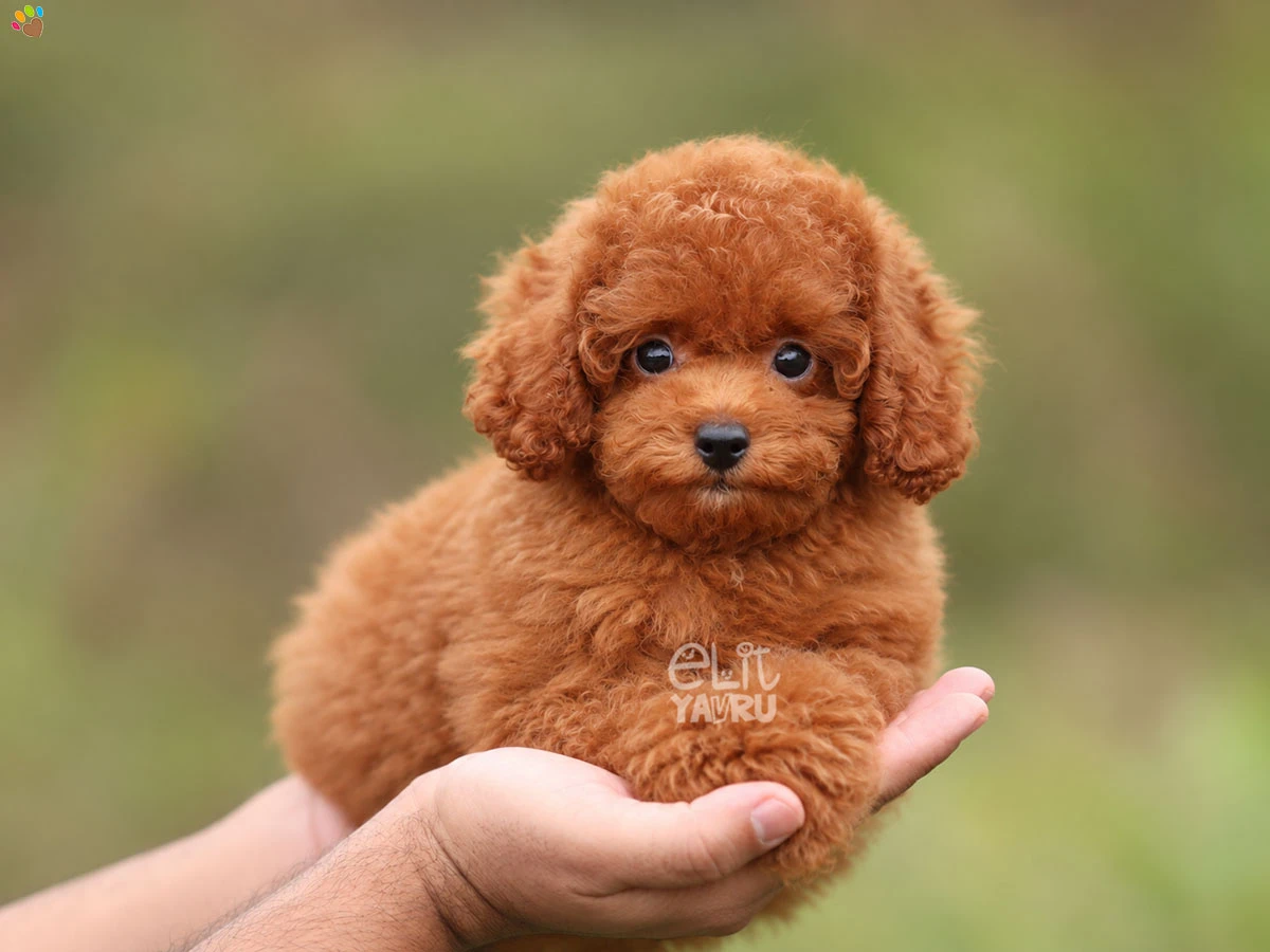 Poodle Rafa