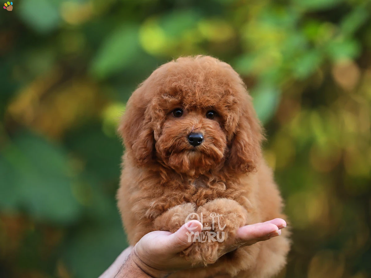 Poodle Raina 1