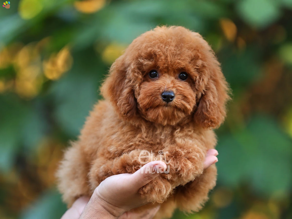 Poodle Raina