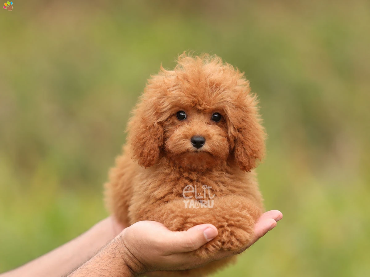 Poodle Ramos 1