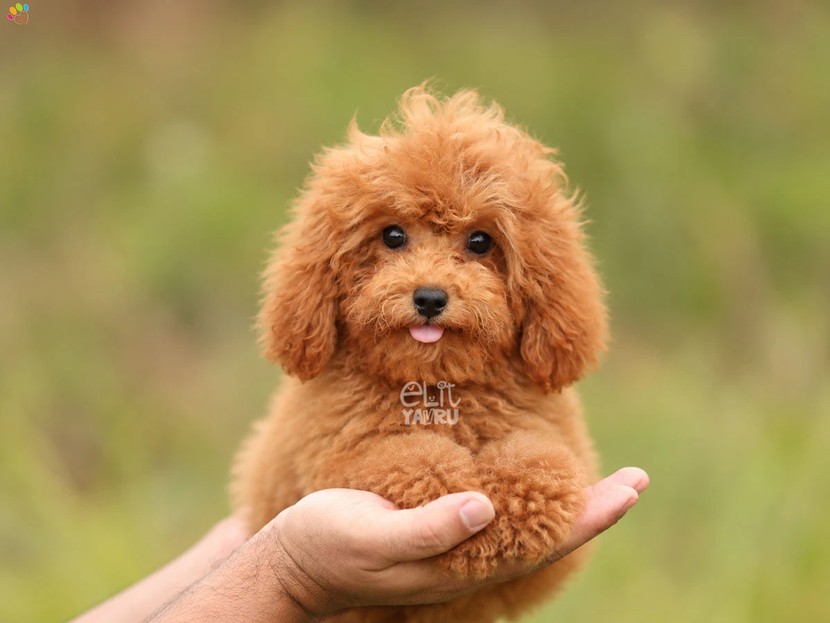 Poodle Ramos