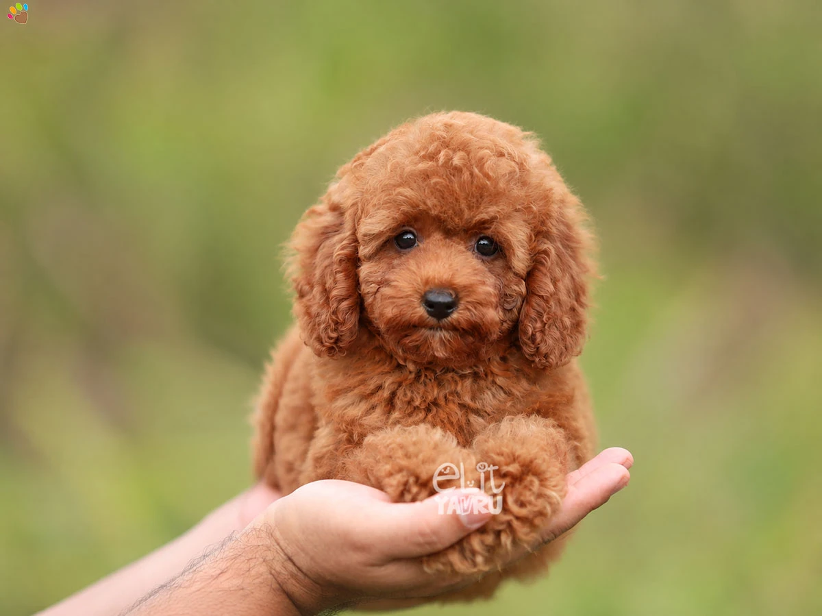 Poodle Raphie 1