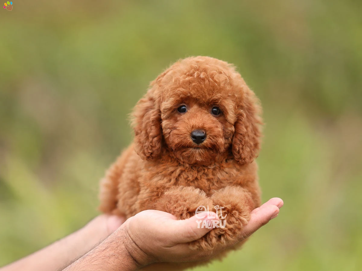 Poodle Raphie 2