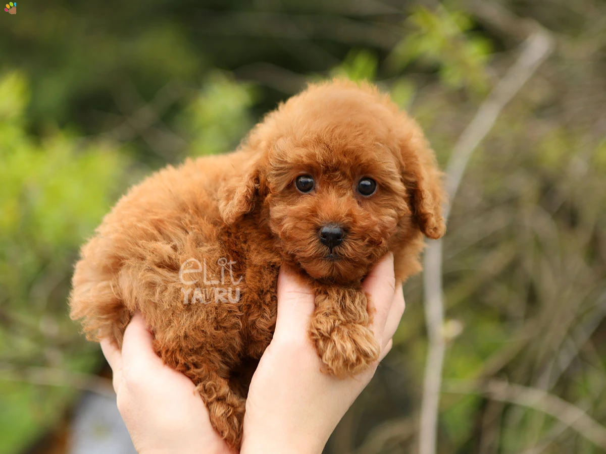Poodle Reina
