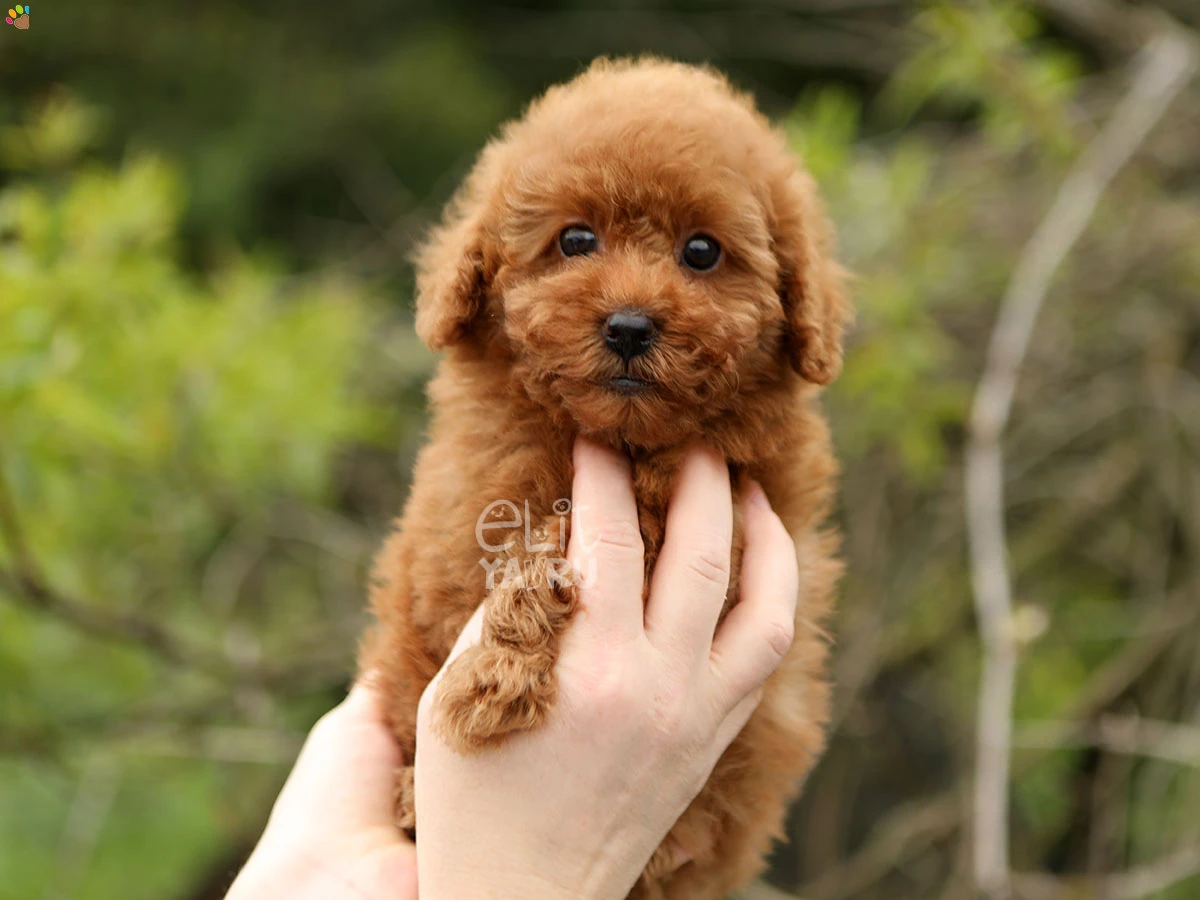 Poodle Reina 2