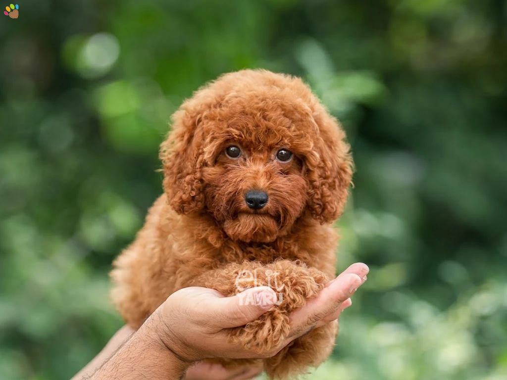 Poodle Retro 1