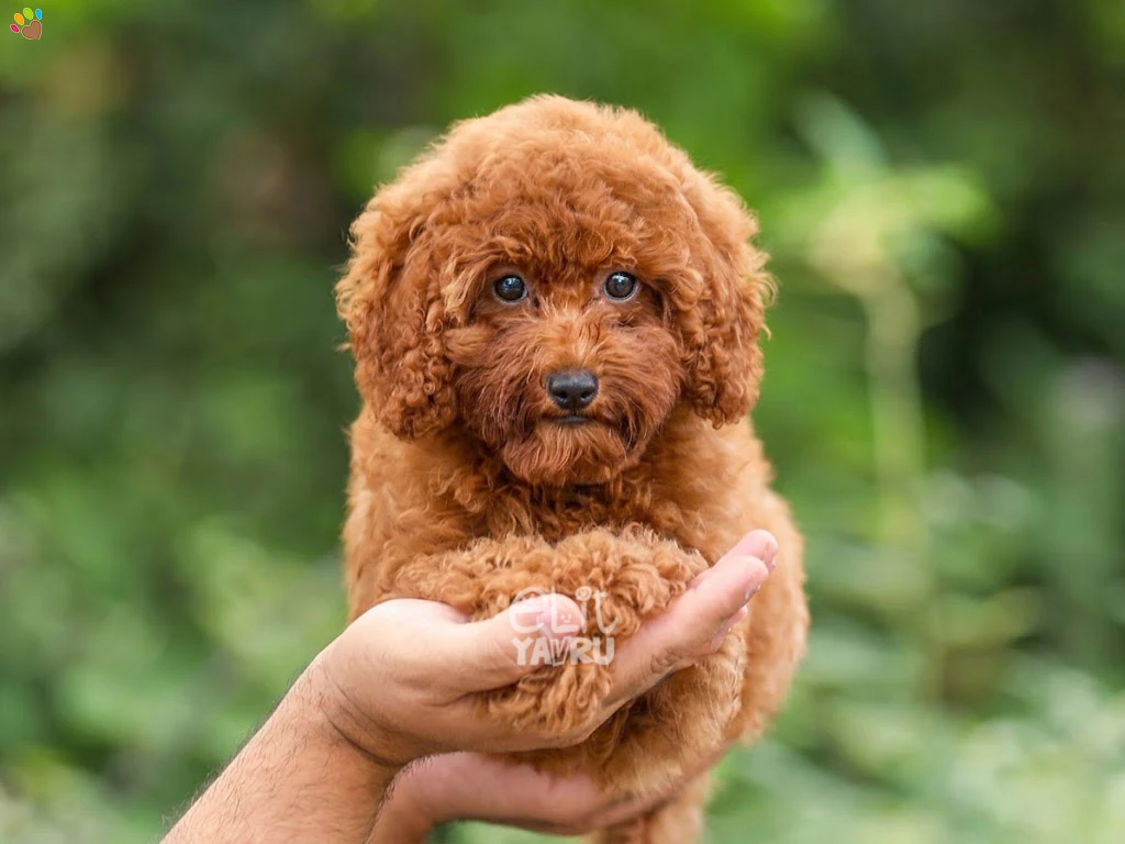 Poodle Retro
