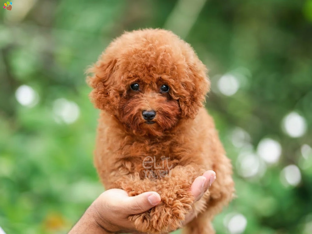 Poodle Reus