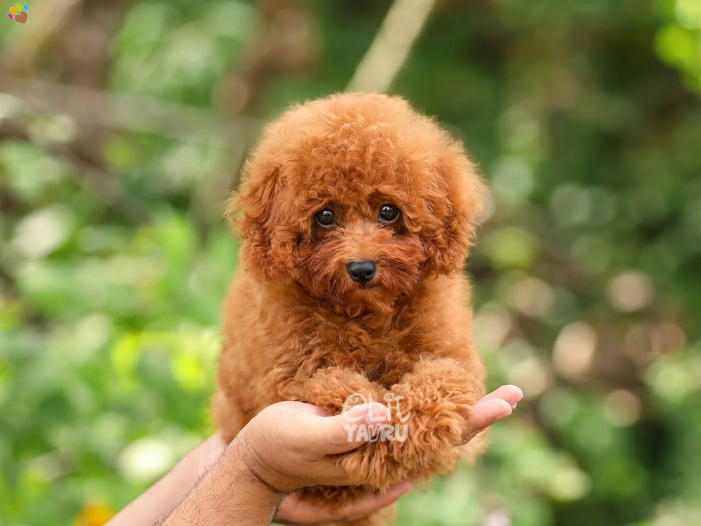 Poodle Reus 1
