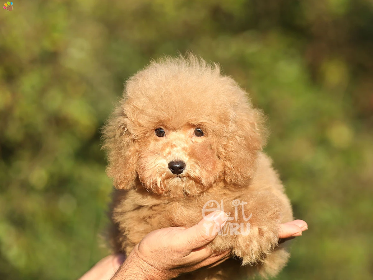Poodle Risa 2