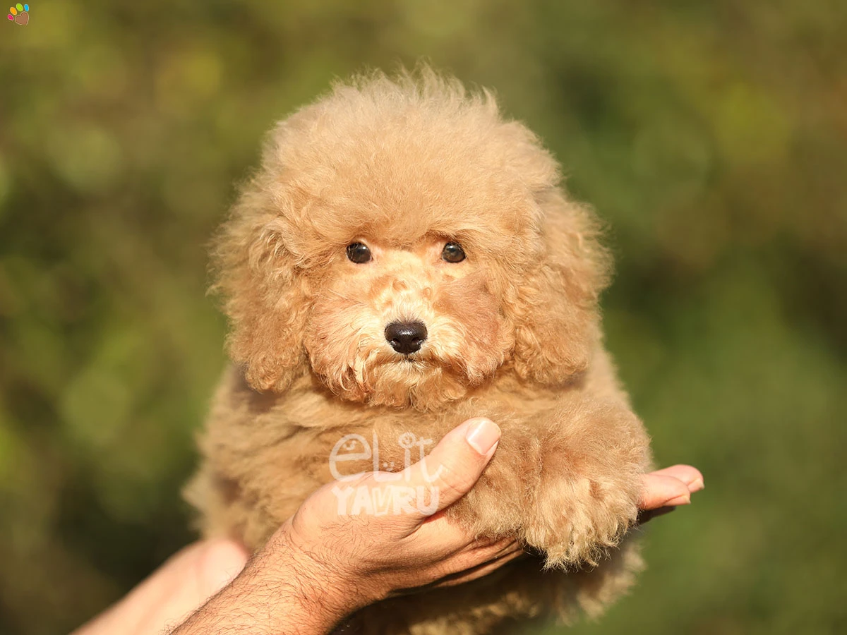 Poodle Risa