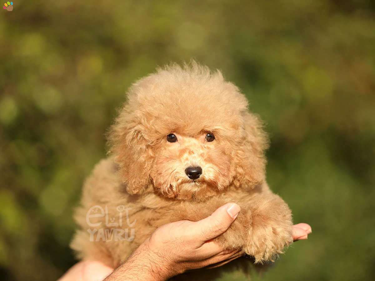 Poodle Risa 1