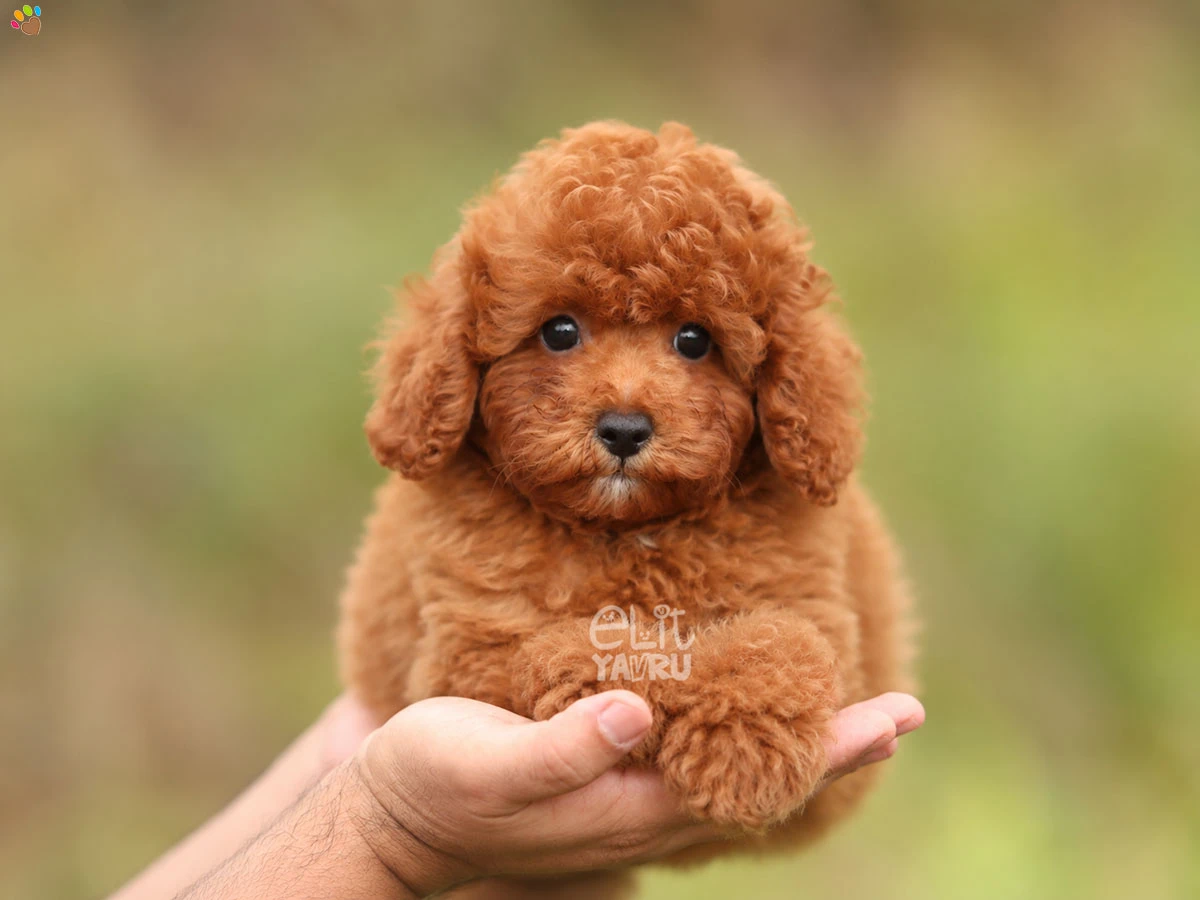 Poodle Rizzy