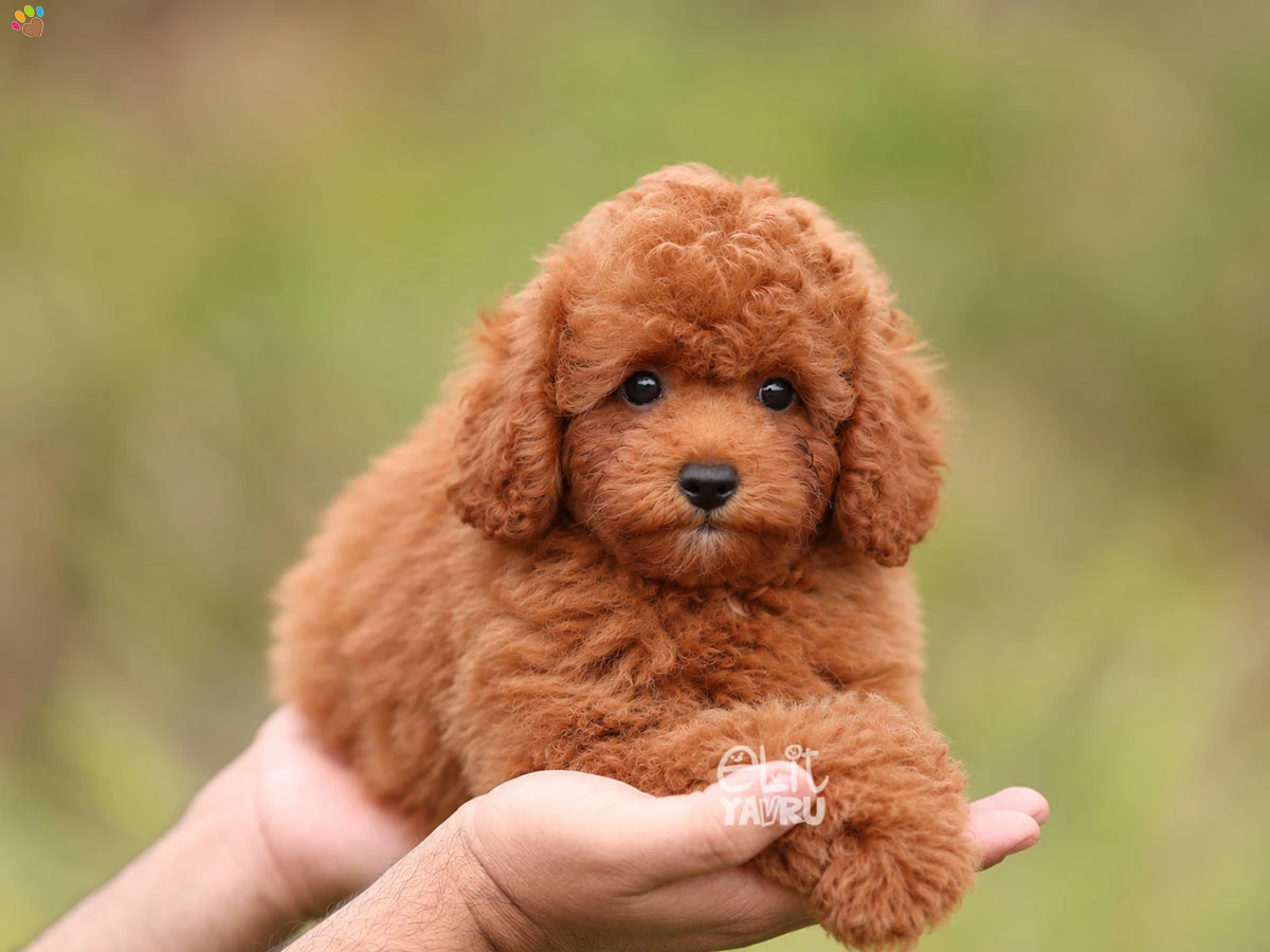 Poodle Rizzy 1