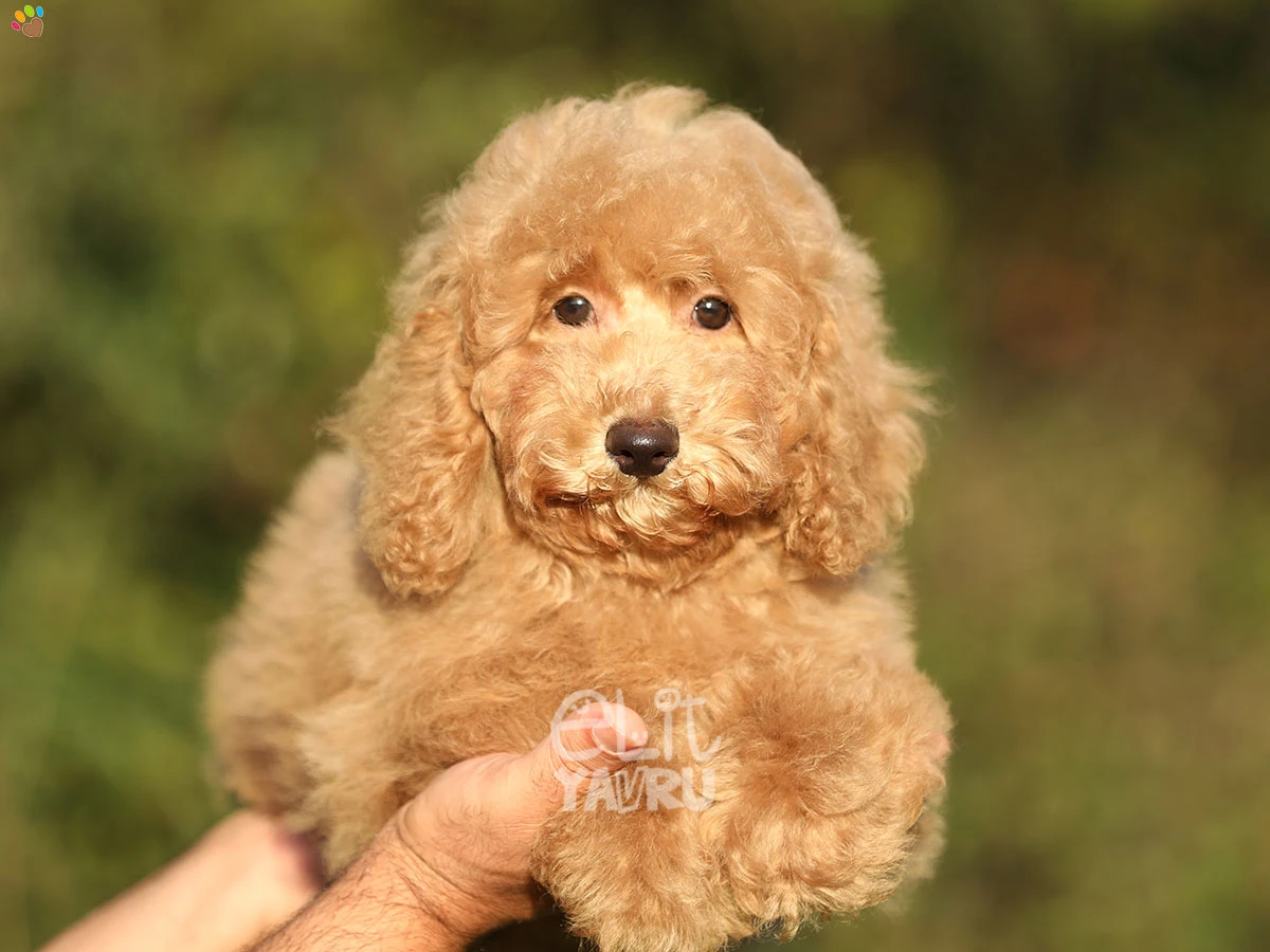 Poodle Ronny