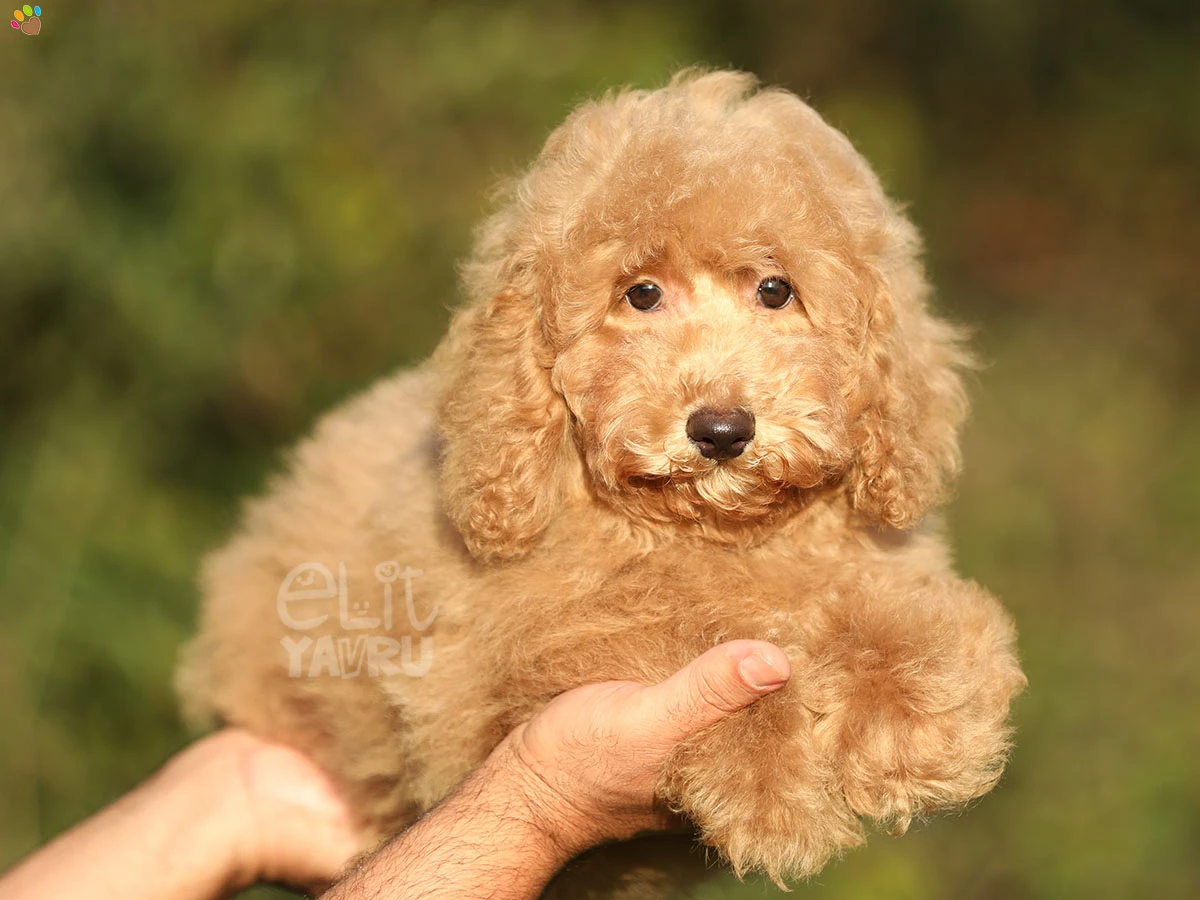 Poodle Ronny 2