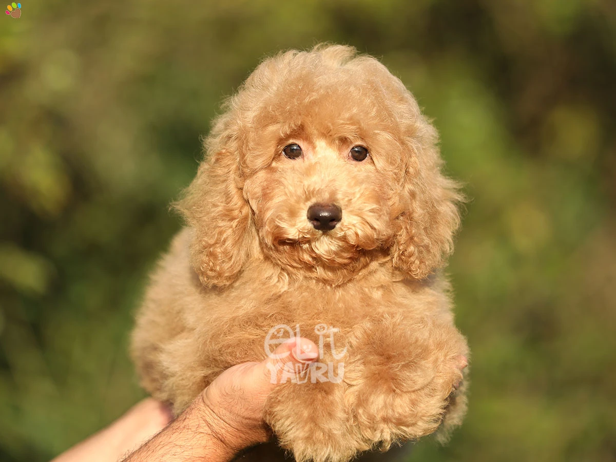 Poodle Ronny 1