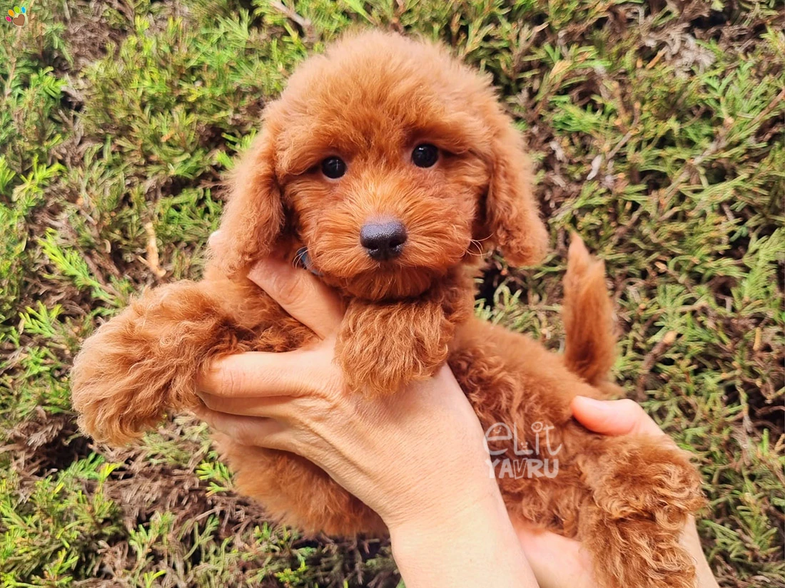 Poodle Rylee 1