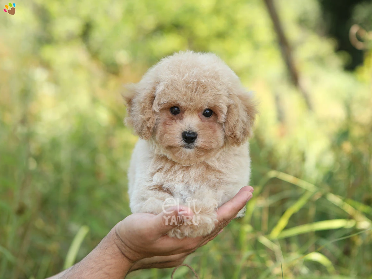 Poodle Sandy
