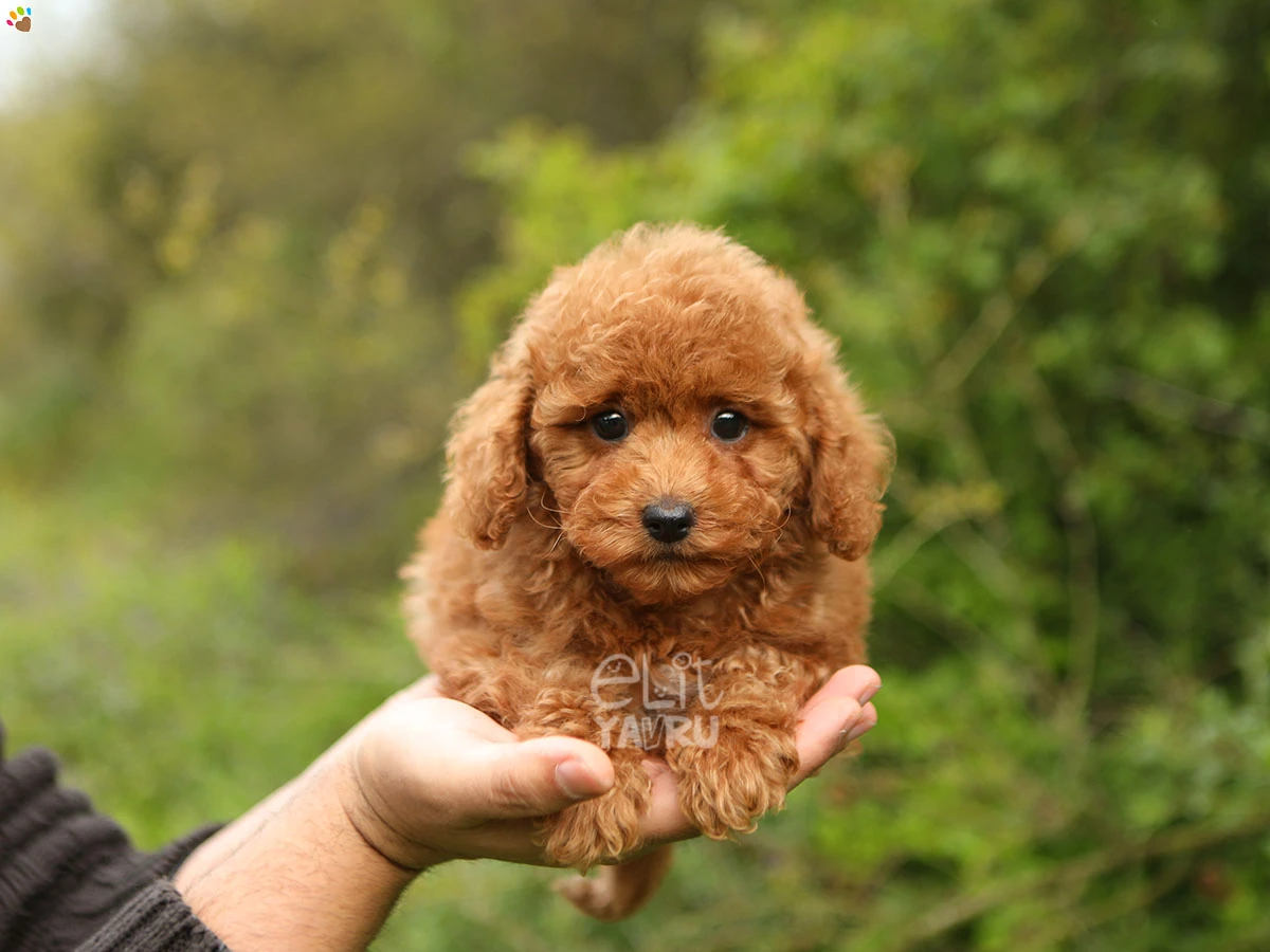 Poodle Sandy