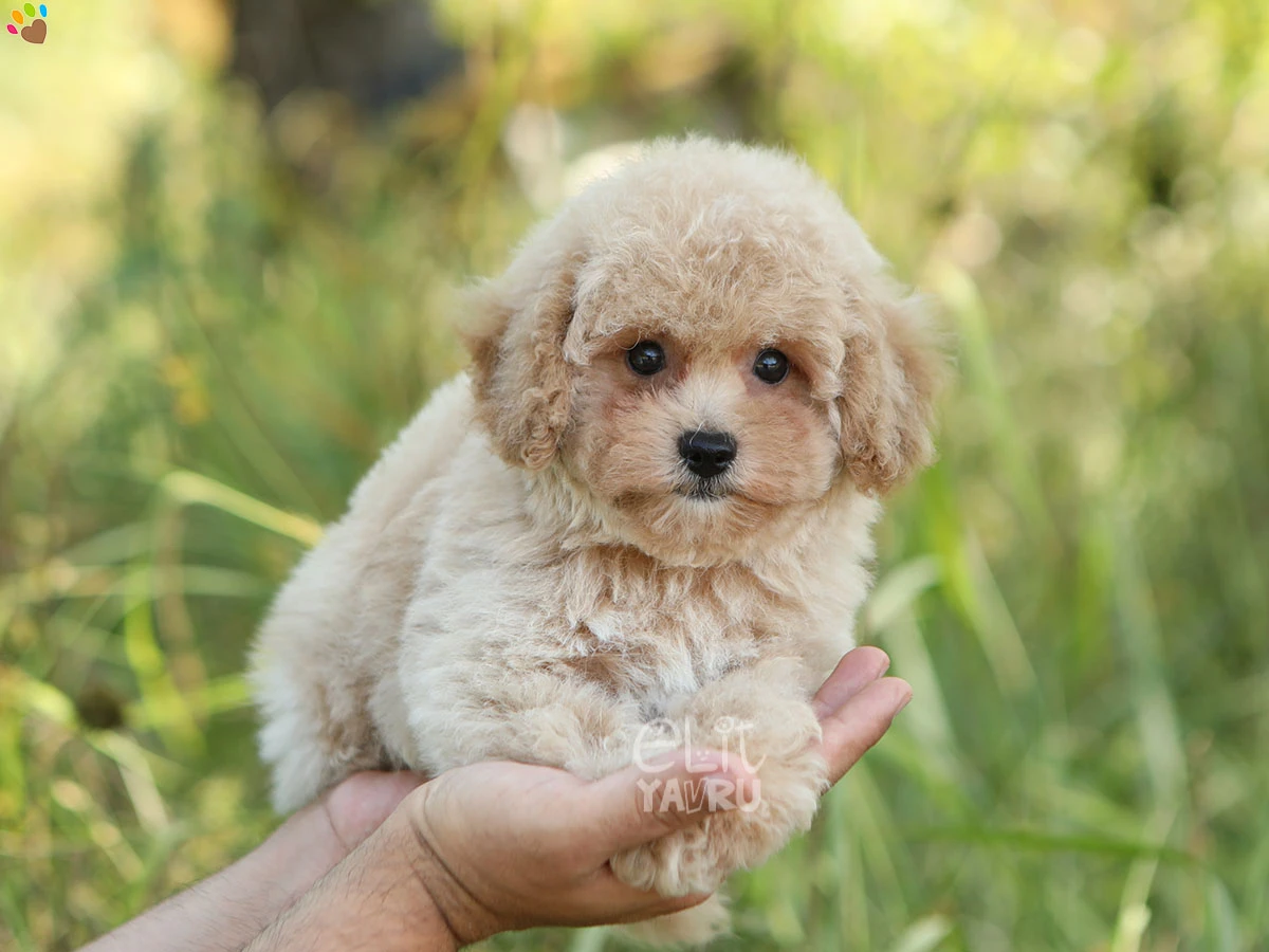 Poodle Sandy 1