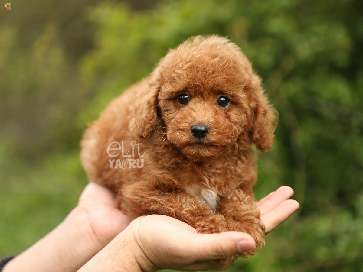 Poodle Sandy 1