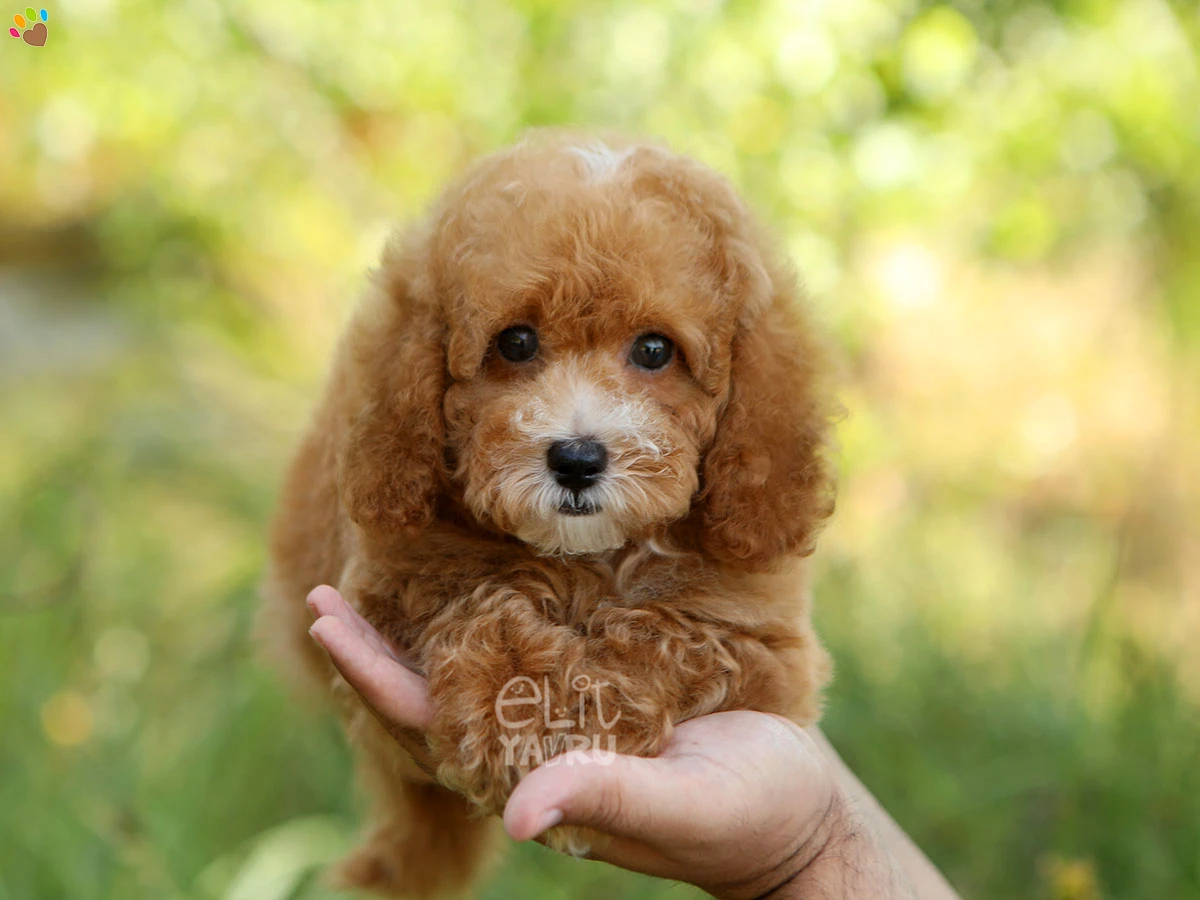 Poodle Sassy