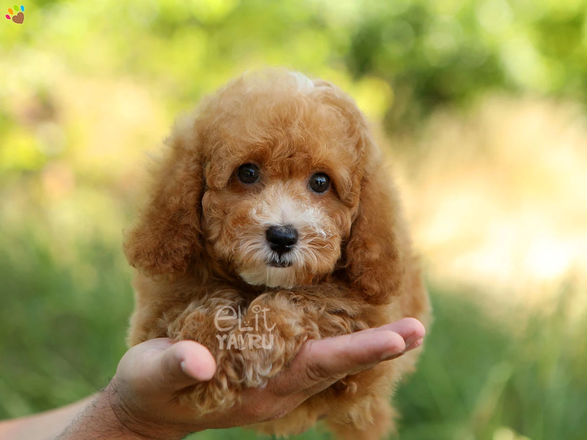 Poodle Sassy 2