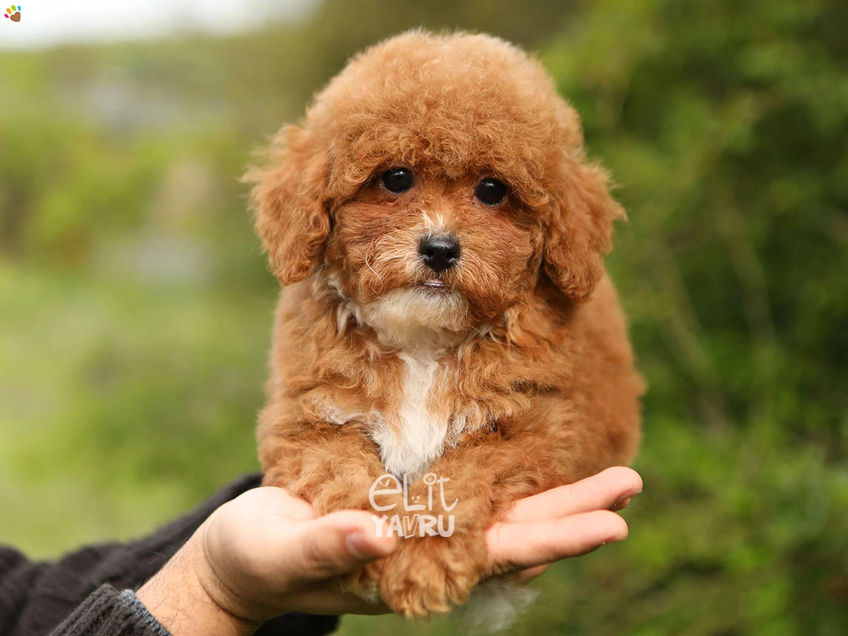 Poodle Shelby