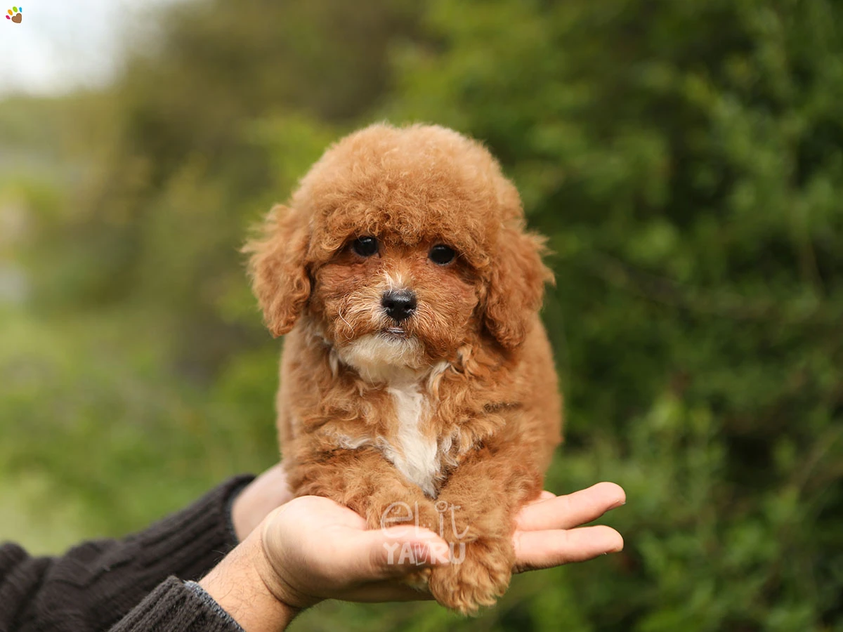 Poodle Shelby 1