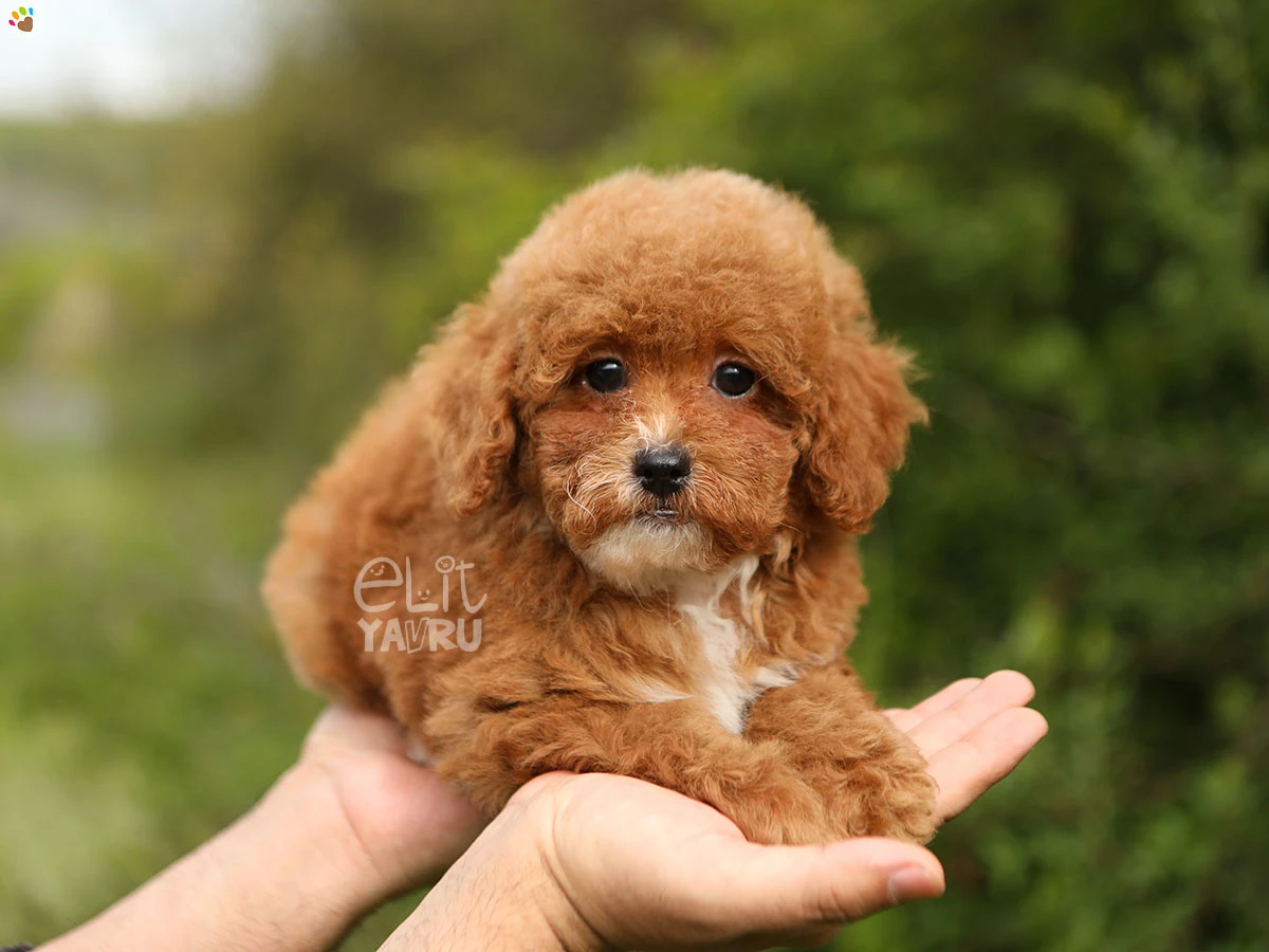 Poodle Shelby 2