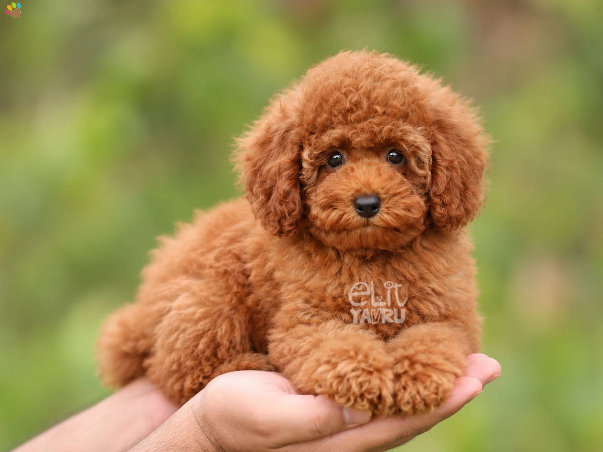 Poodle Sienna