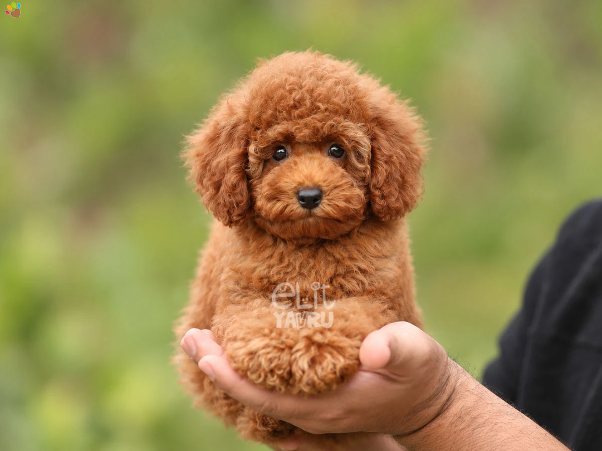 Poodle Sienna 2