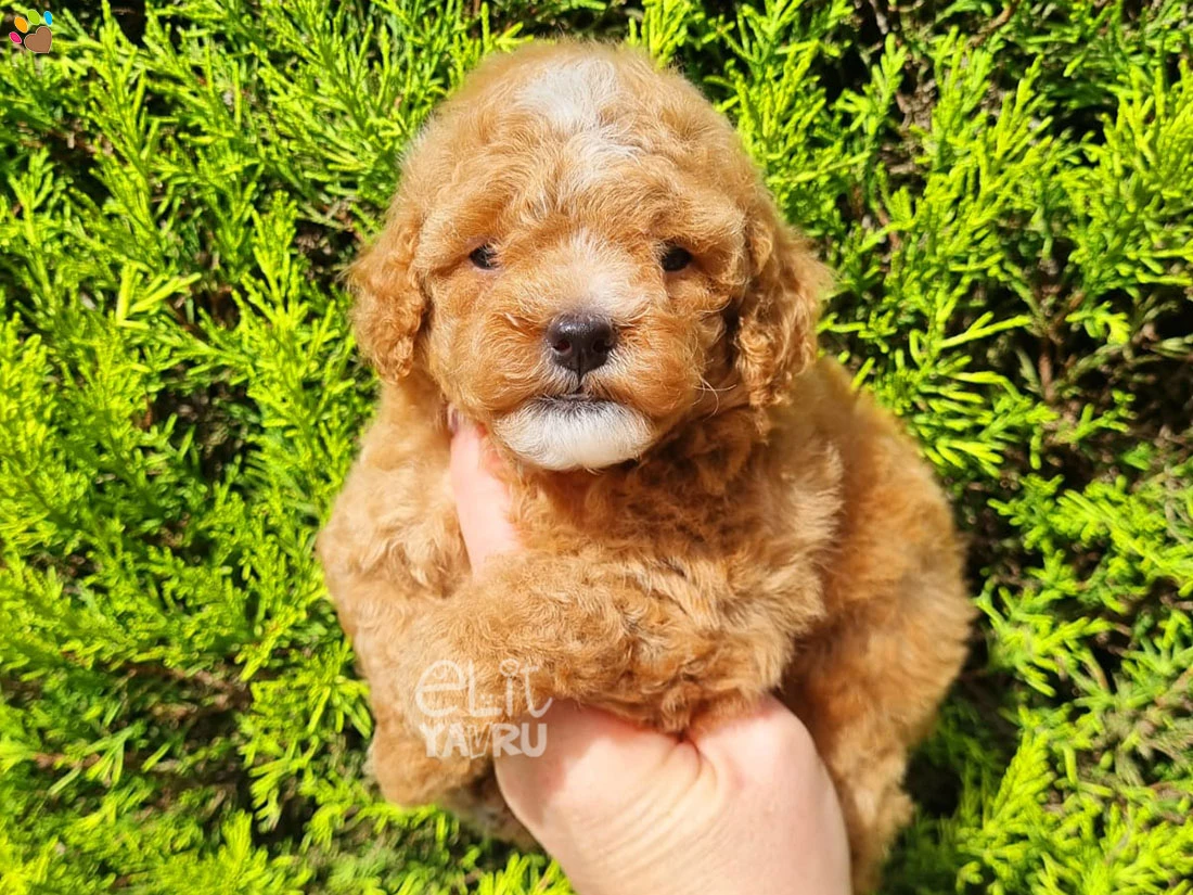 Poodle Sonya
