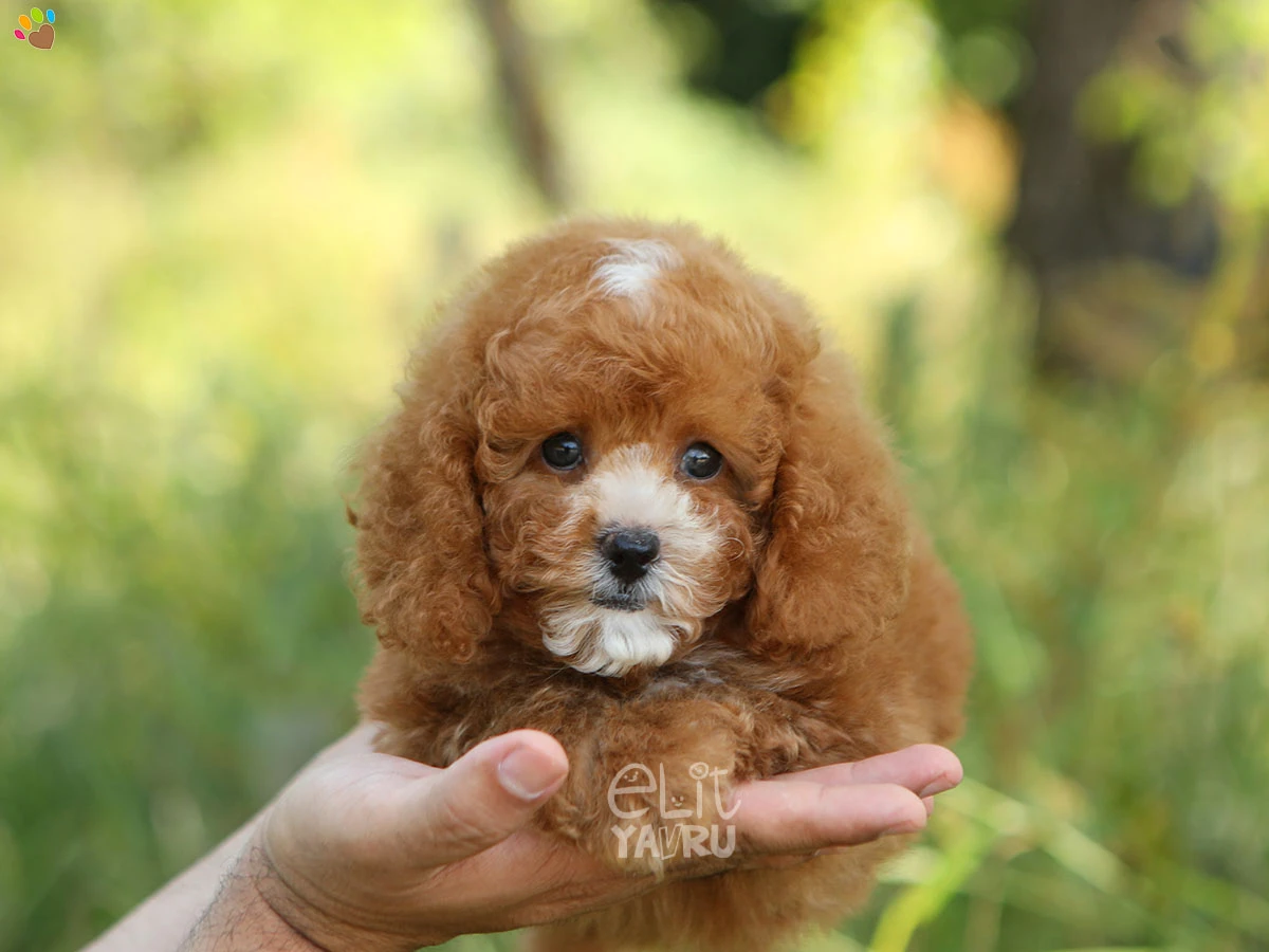 Poodle Sugar 2