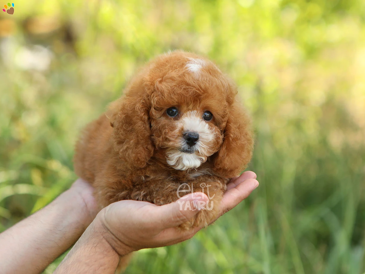 Poodle Sugar 3